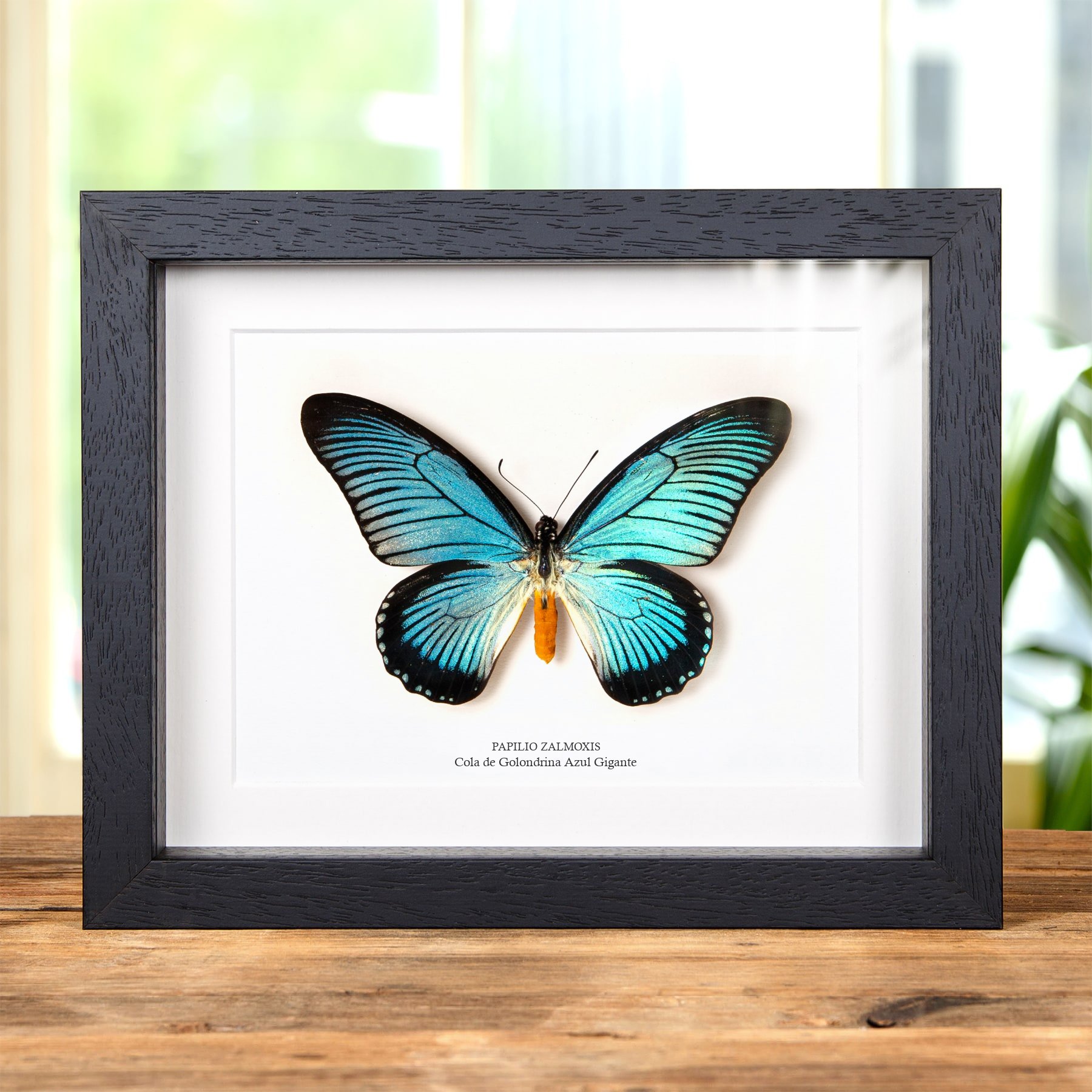 Minibeast Mariposa Cola de Golondrina Azul Gigante en marco vitrina (Papilio zalmoxis)