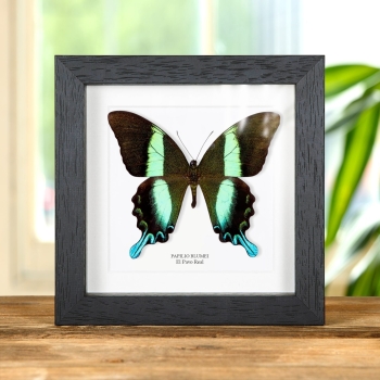 La Mariposa Pavo Real en marco vitrina (Papilio blumei)