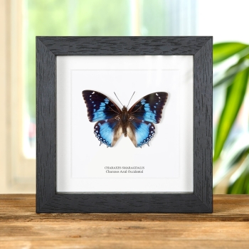 Mariposa Charaxes Azul Occidental en marco vitrina (Charaxes smaragdalis)