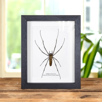 Araña Orb-Weaver Dorada Gigante en marco vitrina (Nephila maculata)
