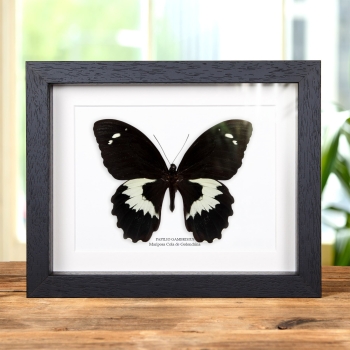 Mariposa Cola de Golondrina en marco vitrina (Papilio gambrisius)
