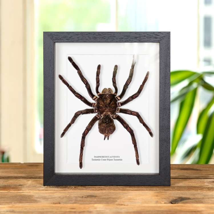 Tarántula comedora de pájaros en marco vitrina (Pamphobeteus antinous)