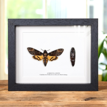 Pupas y Polilla de Cabeza de Muerte en marco vitrina (Acherontia atropos)
