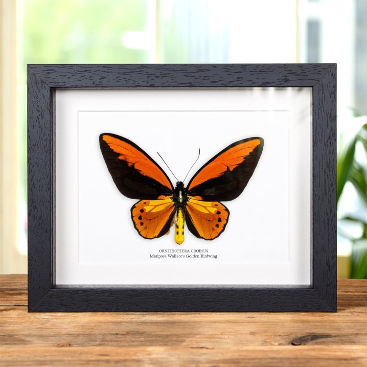 Mariposa Wallace'S Golden Birdwing en marco vitrina (Ornithoptera croesus)