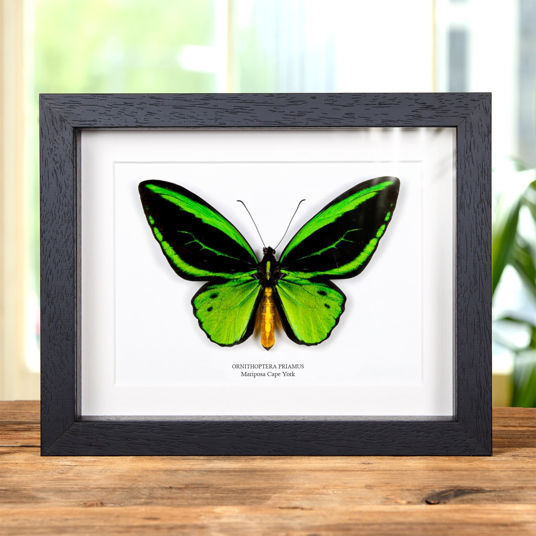 Minibeast Mariposa alas de pájaro de Cabo York en marco vitrina (Ornithoptera priamus)