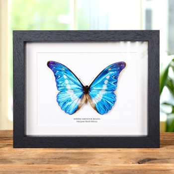 Mariposa Morfo Helena en marco vitrina (Morpho rhetenor helena)