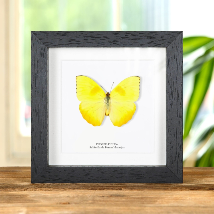 Mariposa Sulfúrida de Barras Naranjas en marco vitrina (Phoebis philea)