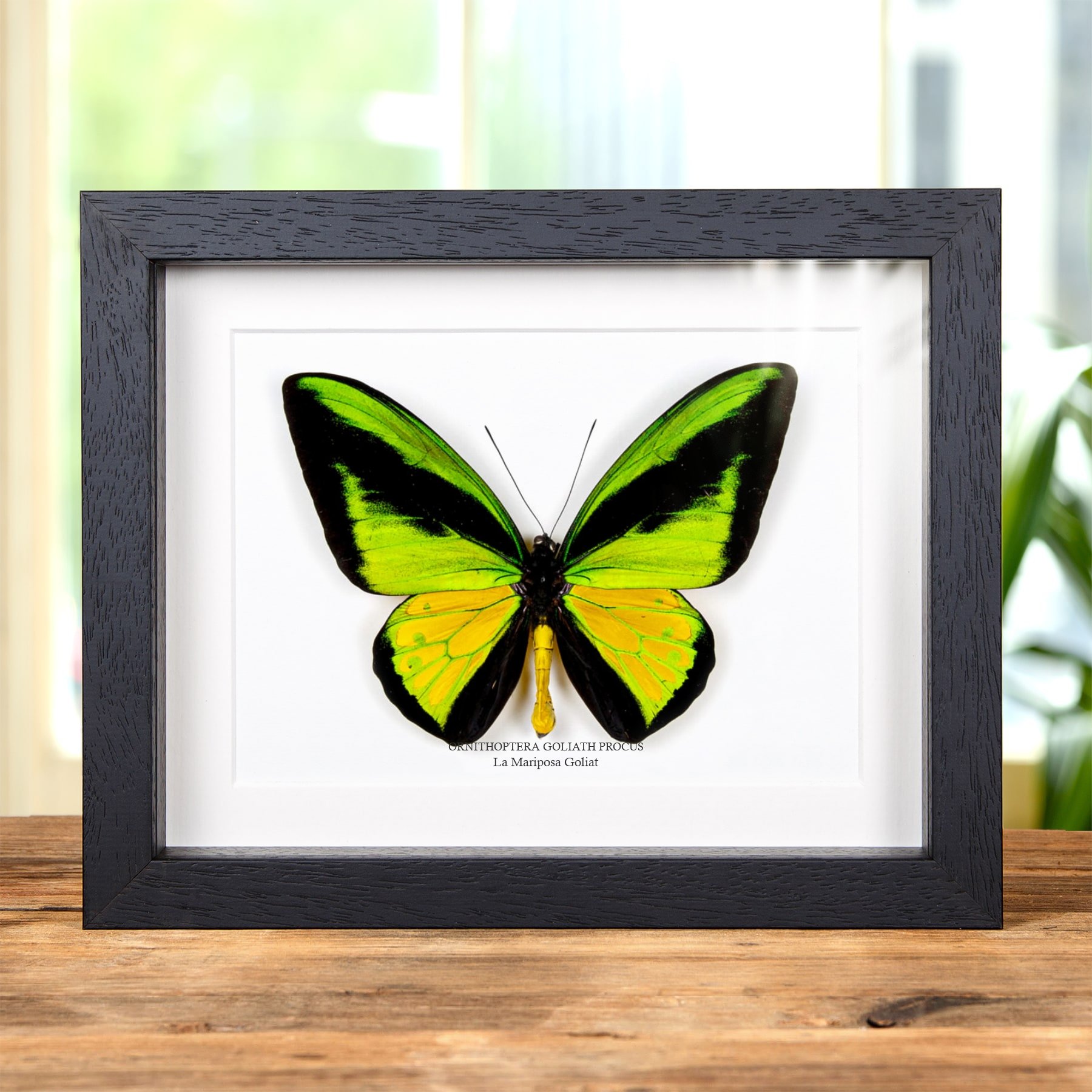 Minibeast La Mariposa Goliat en marco vitrina (Ornithoptera goliath procus)