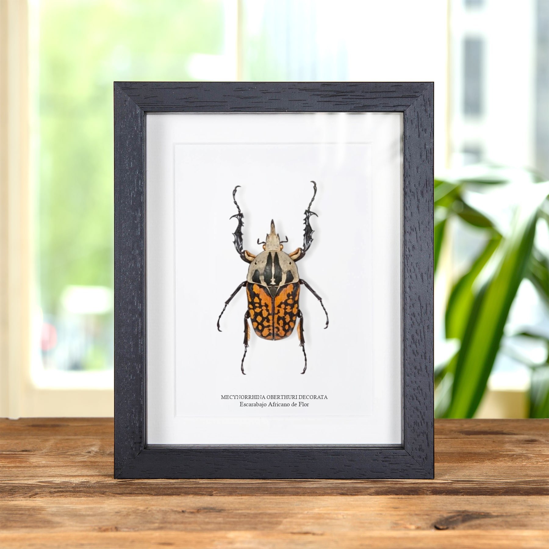 Minibeast Escarabajo Africano de Flor XL en marco vitrina (Mecynorrhina oberthuri decorata)