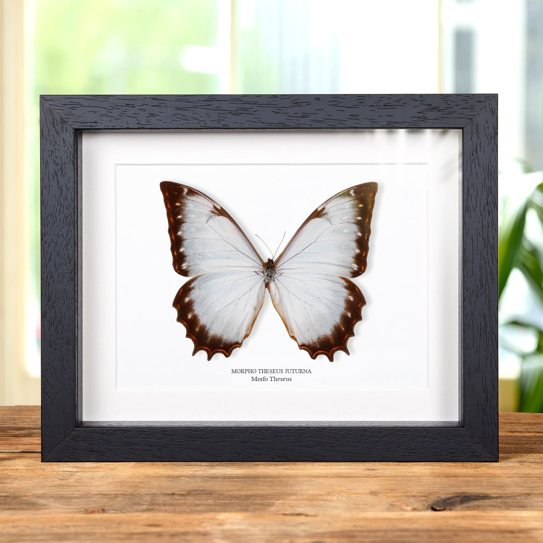 Minibeast Mariposa Morfo Theseus en marco vitrina (Morpho theseus juturna)