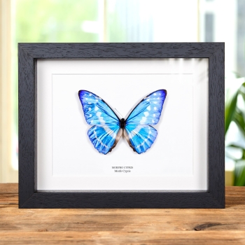 Mariposa Morfo Cypris en marco vitrina (Morpho cypris)