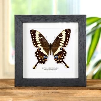 Mariposa cola de golondrina emperador en marco vitrina (Papilio ophidicephalus)
