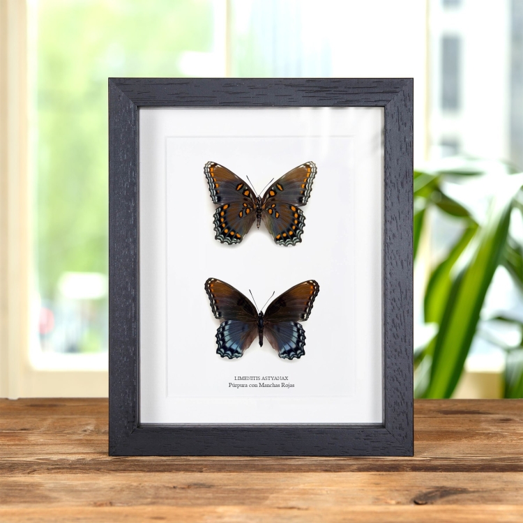 Pareja de mariposas púrpura con manchas rojas, macho y hembra en marco vitrina (Limenitis astyanax)