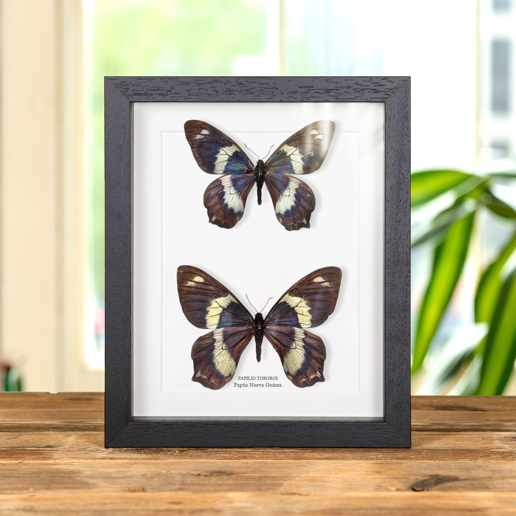Minibeast Raro Papilio toboroi Mariposa Macho y Hembra Par de las Islas Salomón en marco vitrina