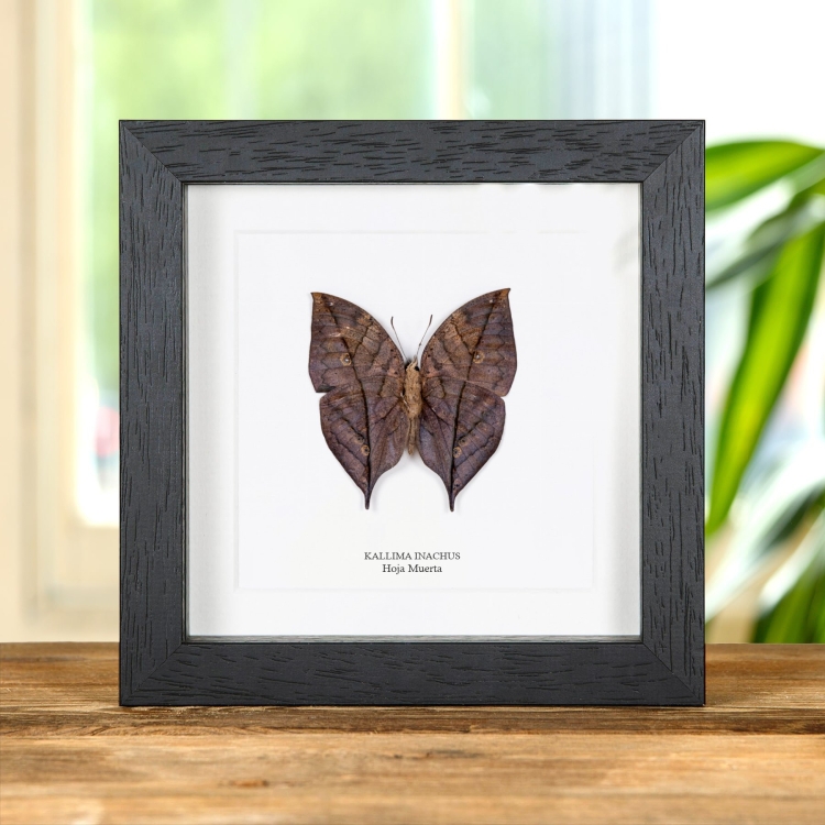Mariposa Hoja Muerta en marco vitrina (Kallima inachus)