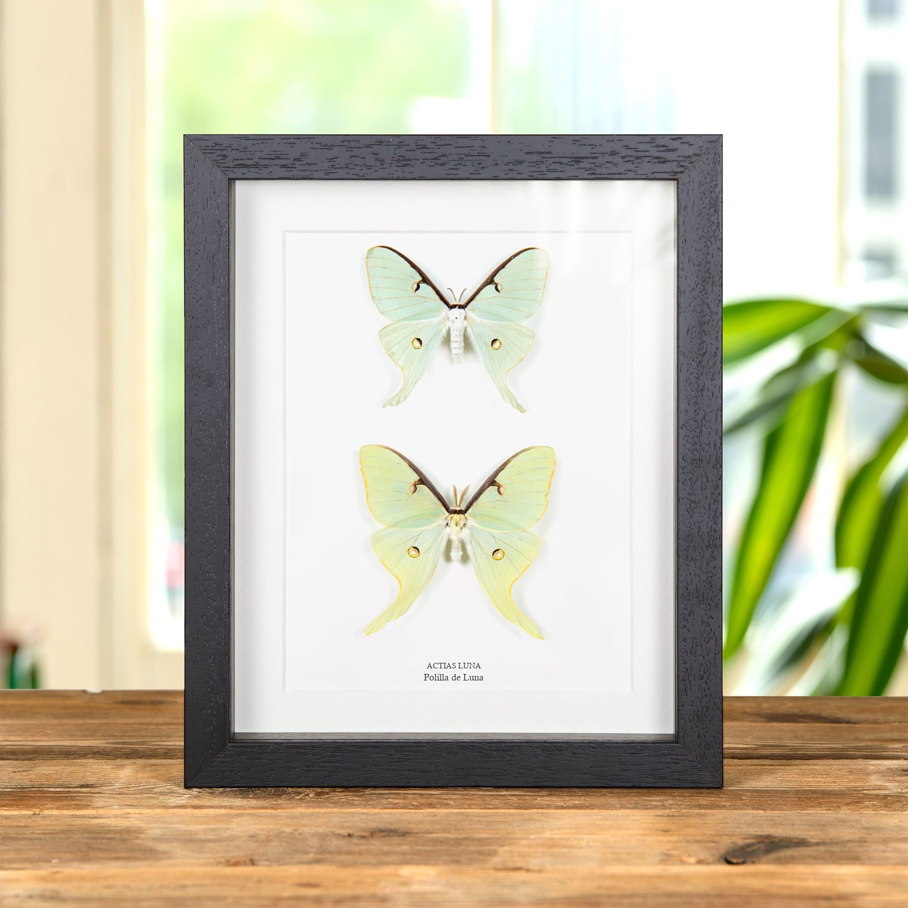 Minibeast Pareja de polillas luna macho y hembra en marco vitrina (Actias luna)