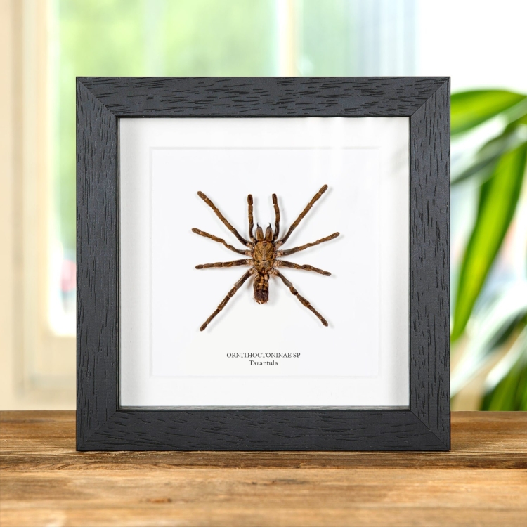 Tarántula en marco vitrina (Ornithoctoninae sp)