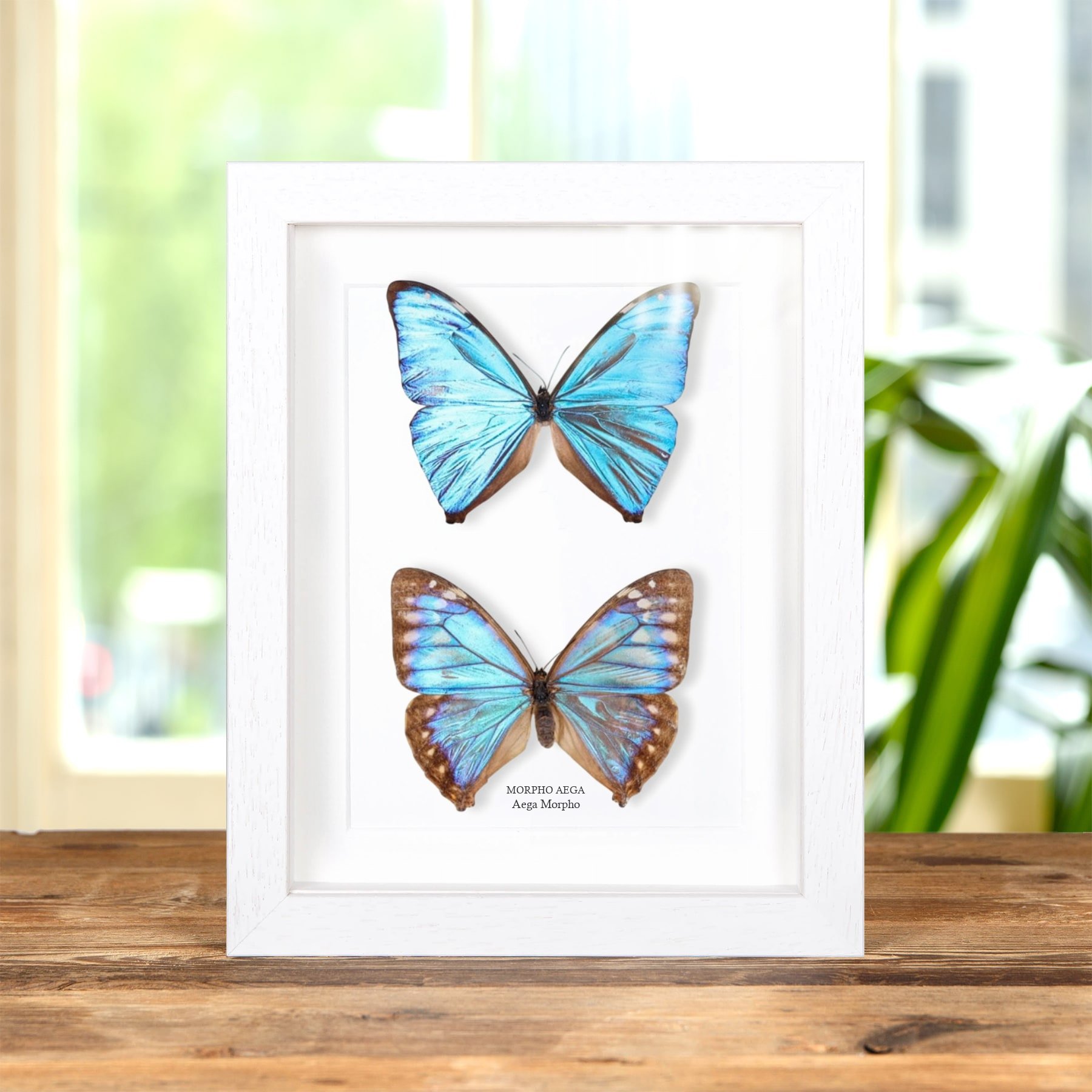 Minibeast Pareja De Mariposas Morpho Aega Macho & Hembra En Marco (Morpho aega)