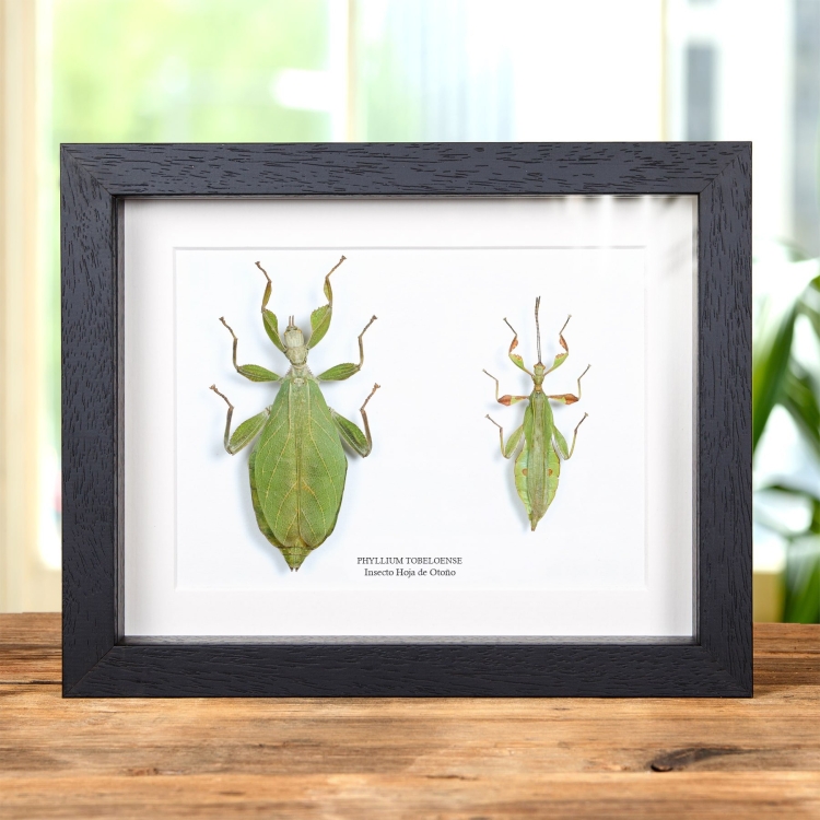 Insecto Hoja de Otoño en marco vitrina (Phyllium tobeloense)