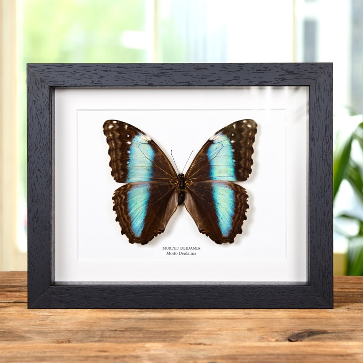 Mariposa Morfo Deidamia hembra en marco vitrina (Morpho deidamia)