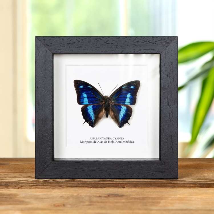 Mariposa de Alas de Hoja Azul Metálica en marco vitrina (Anaea cyanea cyanea)