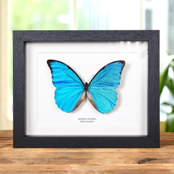 Mariposa Morfo Anaxibia en marco vitrina (Morpho anaxibia)