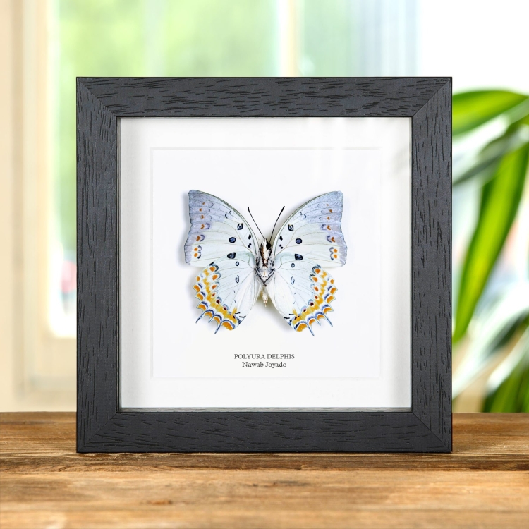 Mariposa Nawab Joyada en marco vitrina (Polyura delphis)