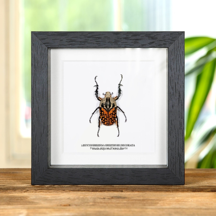 Escarabajo Flor Africano Femenino En Marco De Caja (Mecynorrhina oberthuri decorata)