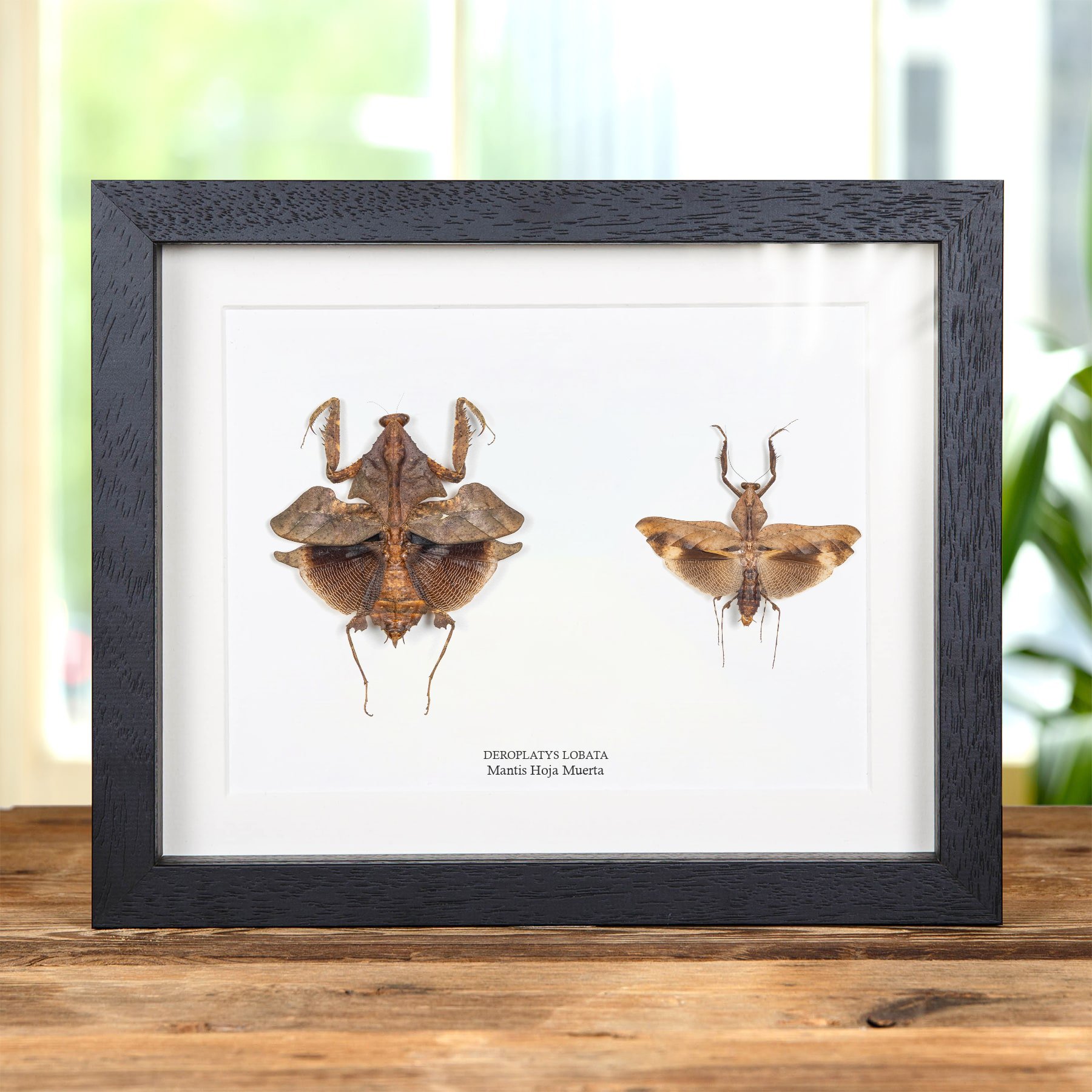 Minibeast Mantis Hoja Muerta Macho y Pareja hembra en marco vitrina (Deroplatys lobata)