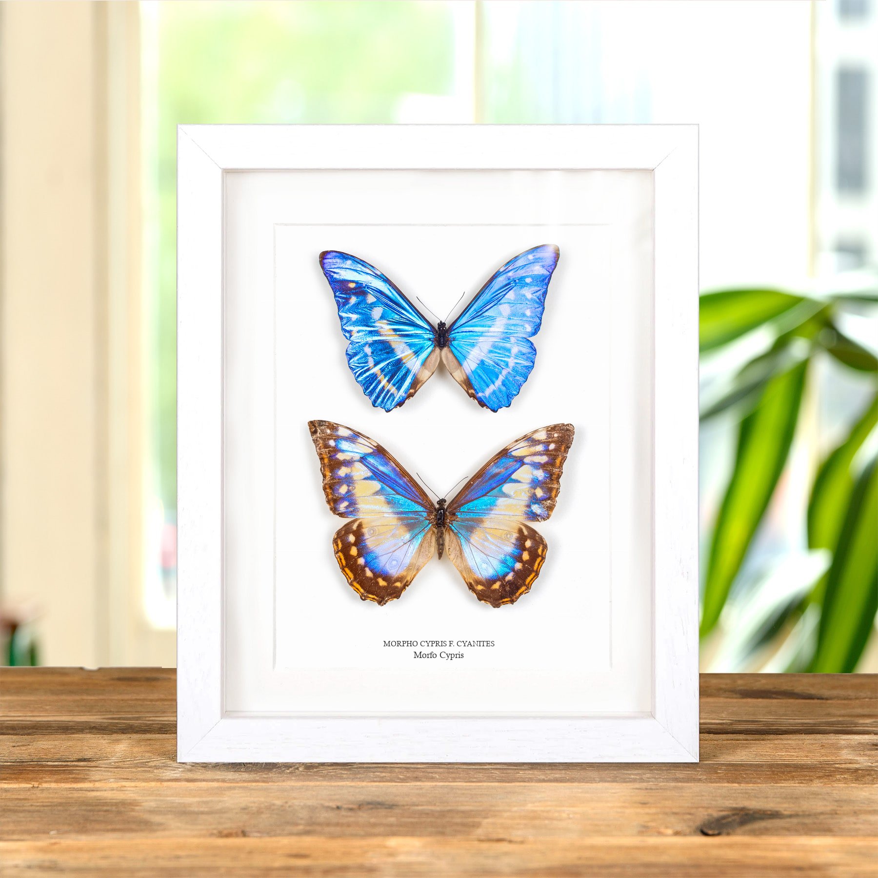 Minibeast Pareja De Mariposas Macho Y Hembra Cypris Morpho Muy Rara & En Marco De Caja (Morpho cypris f. cyanites)