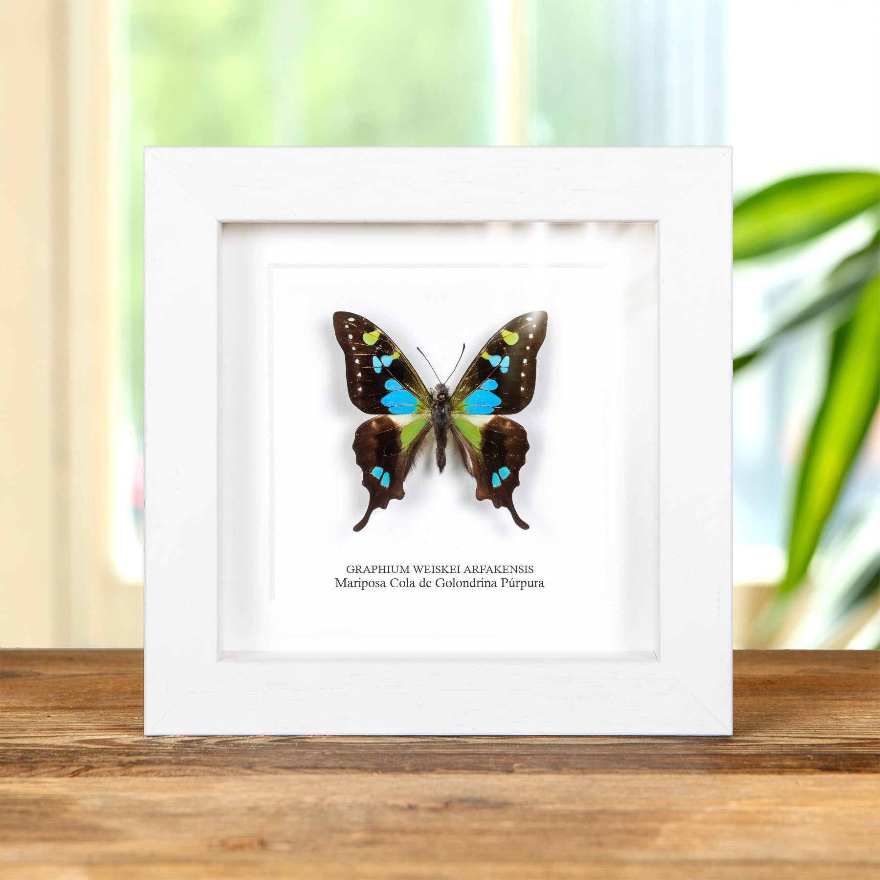 Minibeast Mariposa Cola De Golondrina De Montaña Rara, Forma Azul En Marco De Caja (Graphium weiskei arfakensis)