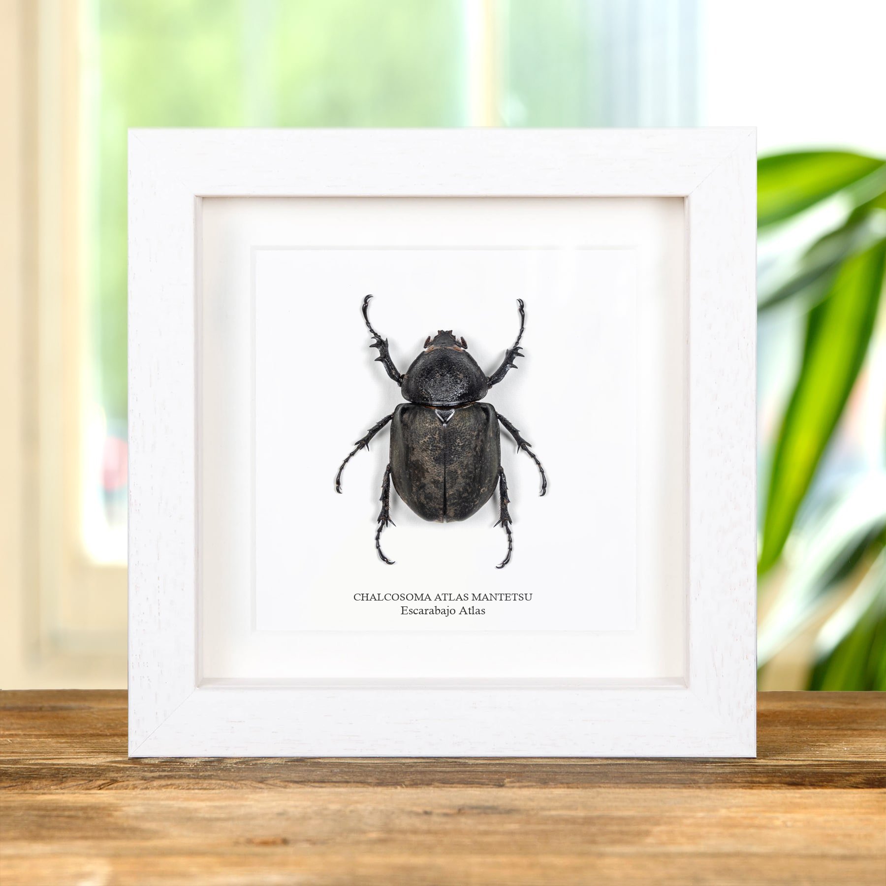 Minibeast Escarabajo Atlas Femenino En Marco De Caja (Chalcosoma atlas mantetsu)