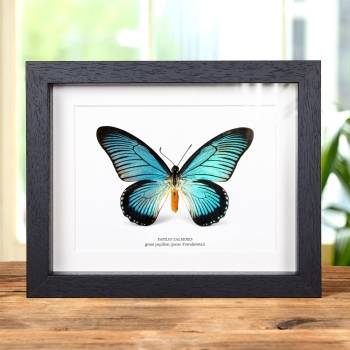 Papillon géant bleu à queue d’hirondelle dans un cadre (Papilio zalmoxis)