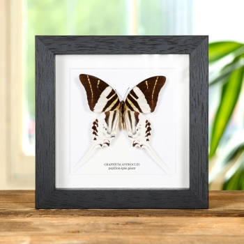 Papillon Épée Géant dans un Cadre (Graphium androcles)