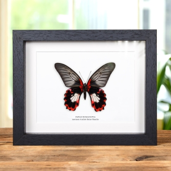 Mormon Écarlate Forme Blanche dans un Cadre (Papilio rumanzovia)