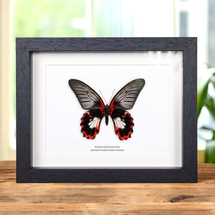 Mormon Écarlate Forme Blanche dans un Cadre (Papilio rumanzovia)