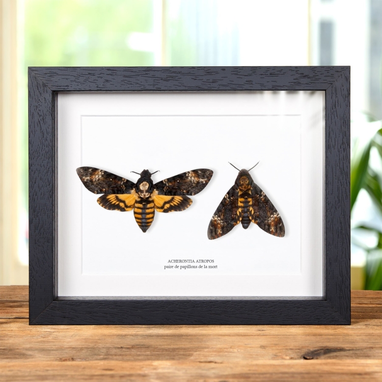 Paire de sphinx tête-de-mort dans un cadre (Acherontia atropos)
