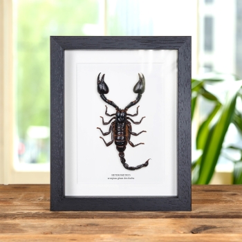 Scorpion Géant des Forêts dans un Cadre (Heterometrus)