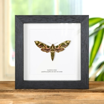 Papillon papillon de nuit Vert Armée dans un Cadre (Daphnis nerii)
