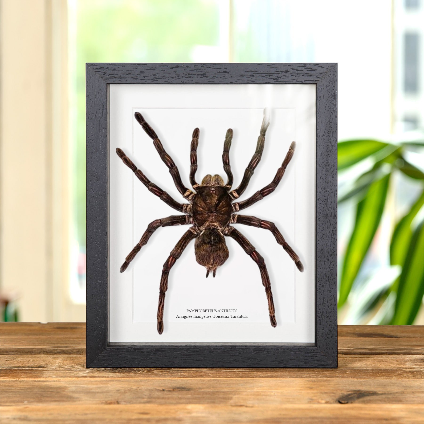 Minibeast Araignée Mangeuse D'Oiseaux mygale dans un Cadre (Pamphobeteus antinous)