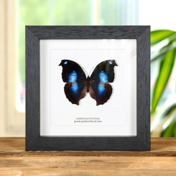 Grand papillon bleu du coucher de lune dans un cadre (Napeocles jucunda)