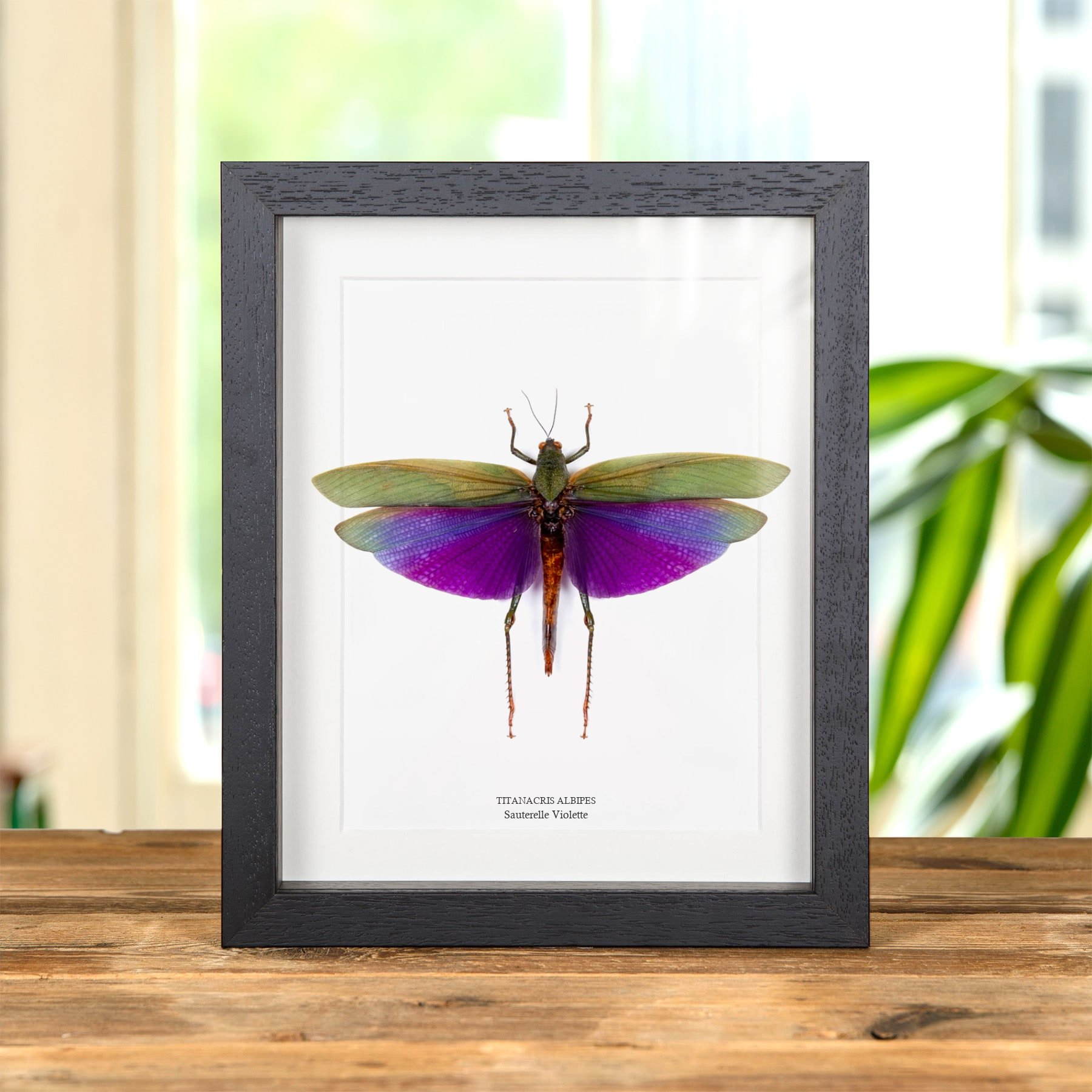 Minibeast Sauterelle Violette dans un Cadre (Titanacris albipes)