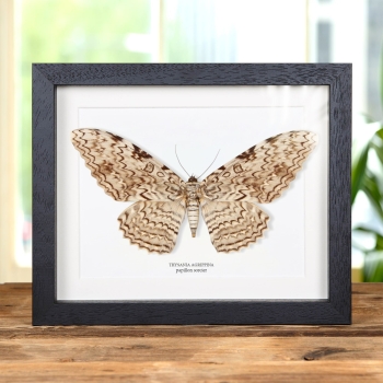 Papillon Sorcier dans un Cadre (Thysania agrippina)