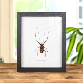Coléoptère arlequin dans un cadre (Acrocinus longimanus)