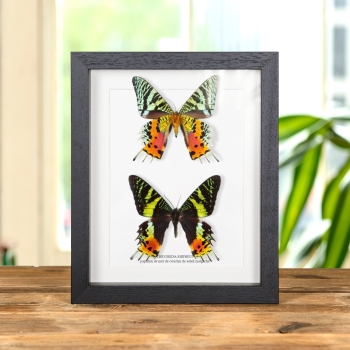 Papillon de nuit de Coucher de Soleil Double Malgache (Chrysiridia rhipheus)