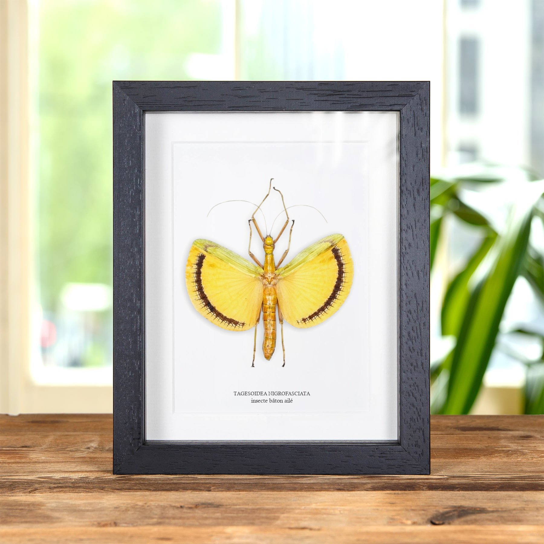 Minibeast Insecte Bâton Ailé dans un Cadre (Tagesoidea nigrofasciata)