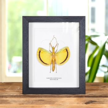 Insecte Bâton Ailé dans un Cadre (Tagesoidea nigrofasciata)
