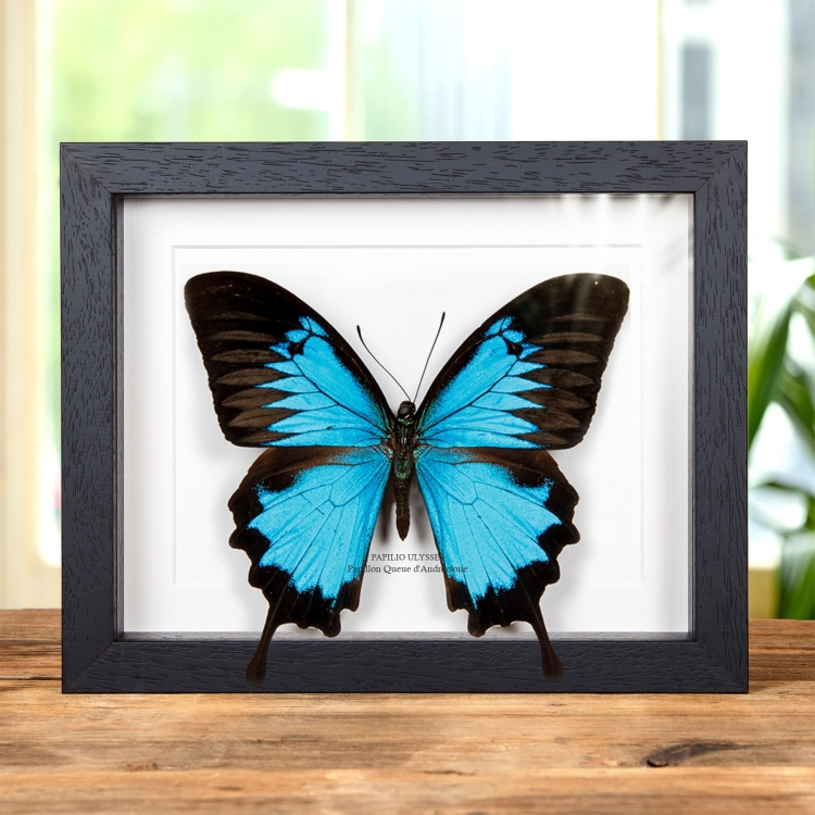 XL Papillon Queue D'Androctone Dans Un Cadre (Papilio ulysses)