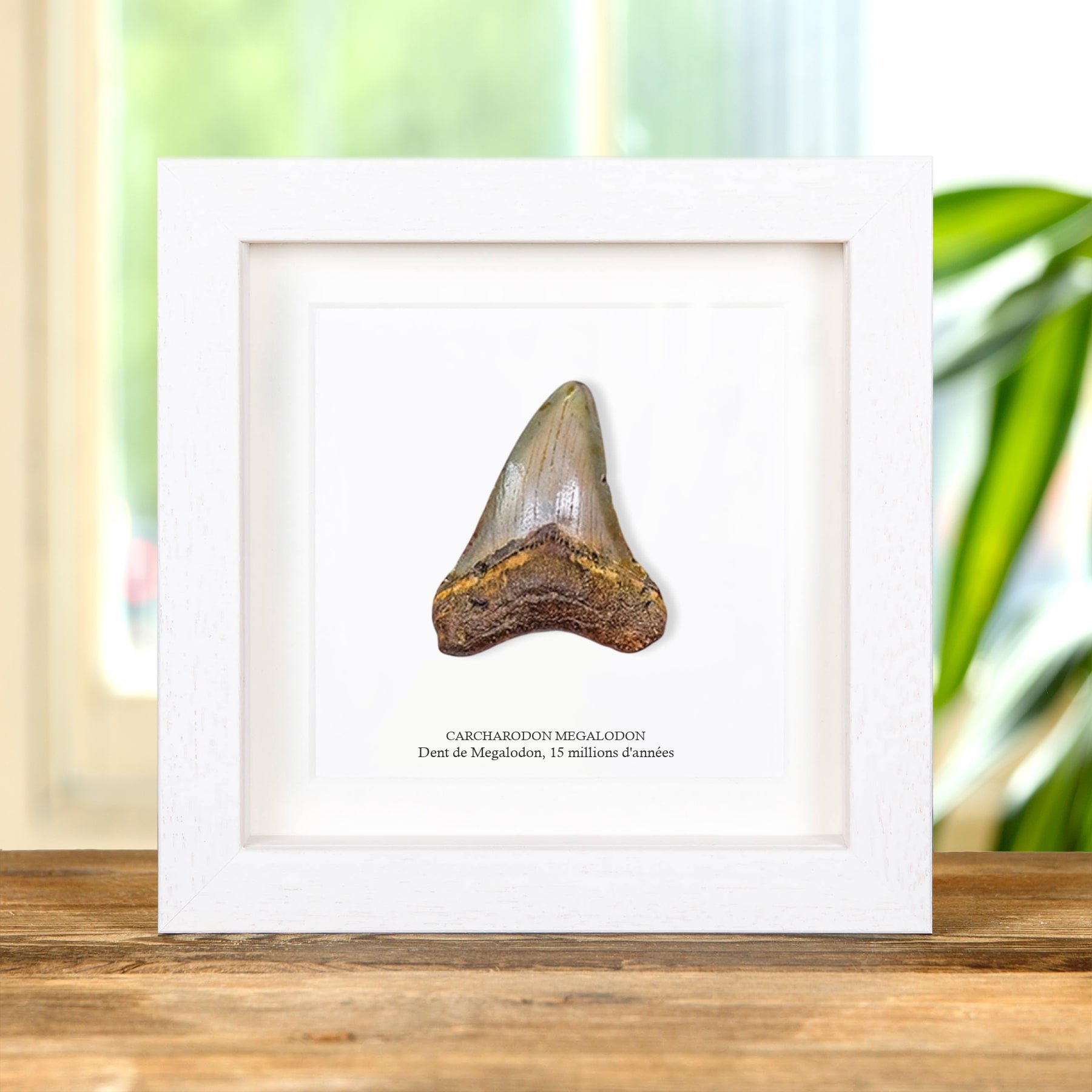 Minibeast 3 Inch Cadre De Fossile De Dent De Requin Megalodon (Carcharodon megalodon)