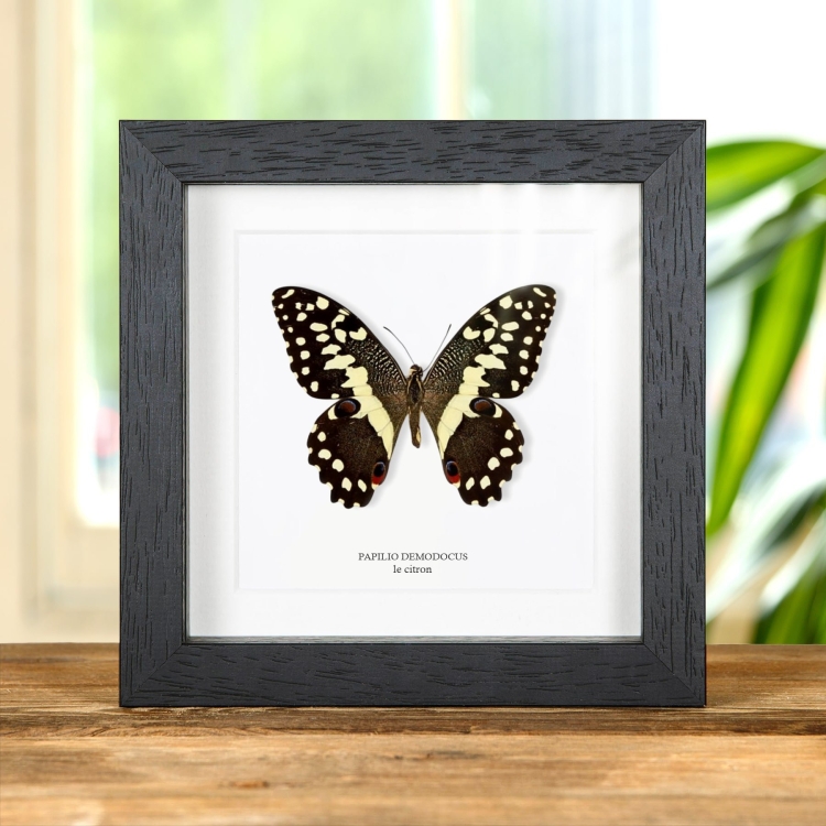 Le Papillon Citron dans un Cadre (Papilio demodocus)